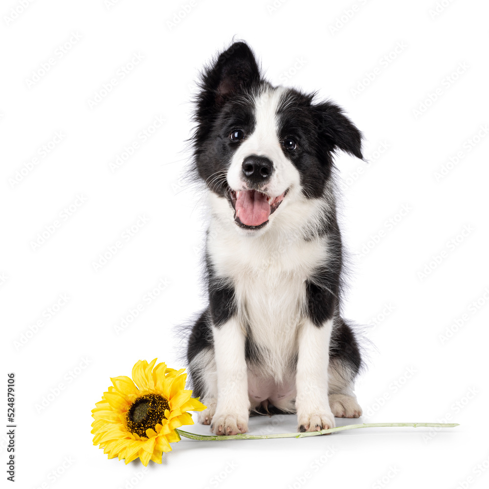 Super adorable typical black with white Border Colie dog pup, sitting up facing front with fake sunflower. Looking towards camera with the sweetest eyes. Pink tongue out panting. Isolated on a white b