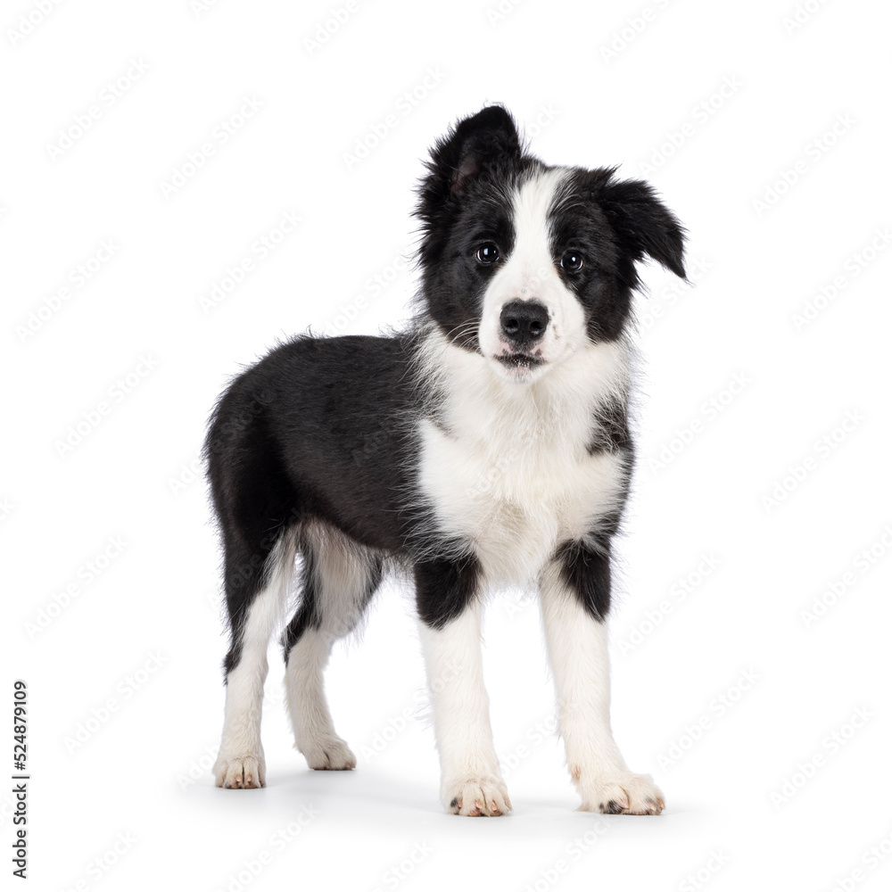 Super adorable typical black with white Border Colie dog pup, standing side ways. Looking towards camera with the sweetest eyes. Isolated on a white background.