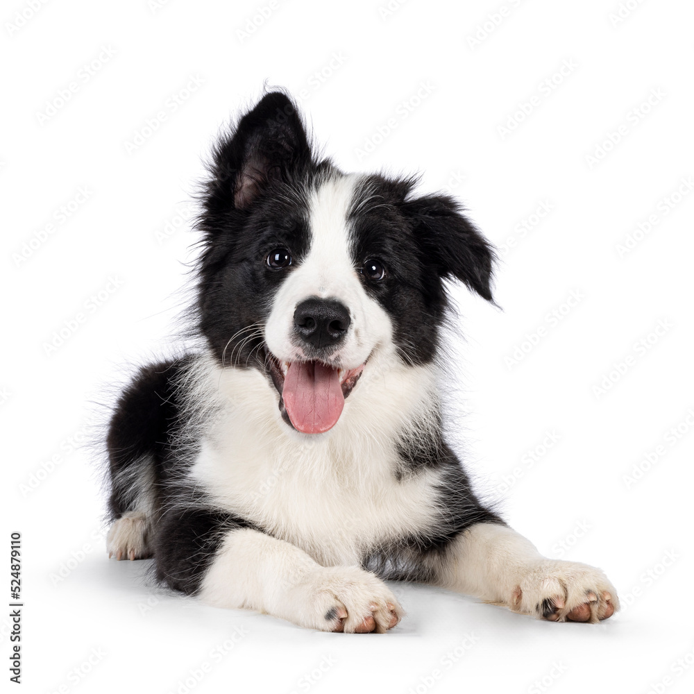 Super adorable typical black with white Border Colie dog pup, laying down facing front. Looking towards camera with the sweetest eyes. Pink tongue out panting. Isolated on a white background.