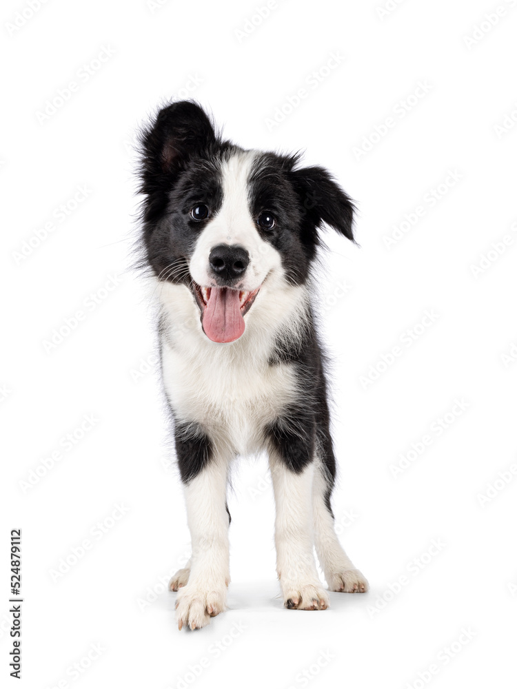 Super adorable typical black with white Border Colie dog pup, standing up facing front. Looking towards camera with the sweetest eyes. Pink tongue out panting. Isolated on a white background.