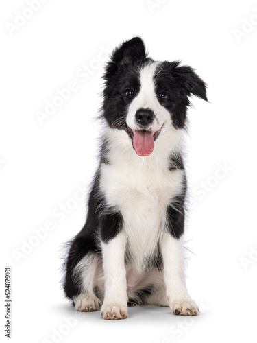 Fototapeta Naklejka Na Ścianę i Meble -  Super adorable typical black with white Border Colie dog pup, sitting up facing front. Looking towards camera with the sweetest eyes. Pink tongue out panting. Isolated on a white background.