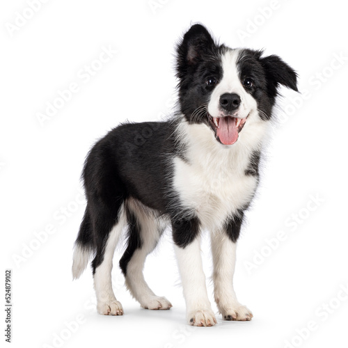 Super adorable typical black with white Border Colie dog pup, standing up side ways. Looking towards camera with the sweetest eyes. Pink tongue out panting. Isolated on a white background. © Nynke
