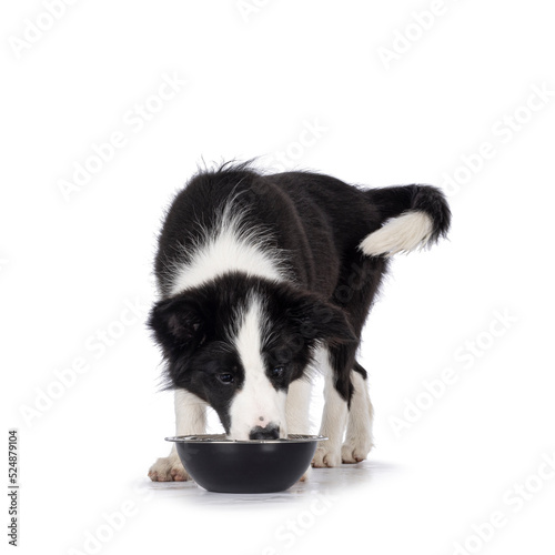 Fototapeta Naklejka Na Ścianę i Meble -  Super adorable typical black with white Border Colie dog pup, standing facing front, eating or drinking from metal bowl. Looking in to bowl. Isolated on a white background.