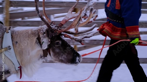 Reindeer with magnificent antlers in harness on deer farm in Lapland, winter landscape on dark polar day, blue twilight, eco-tourism, traditional northern animal husbandry above the Arctic Circle
