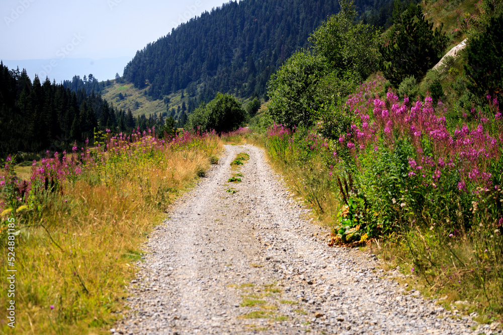 Flora in soiuthwest Rila Mountain, Bulgaria