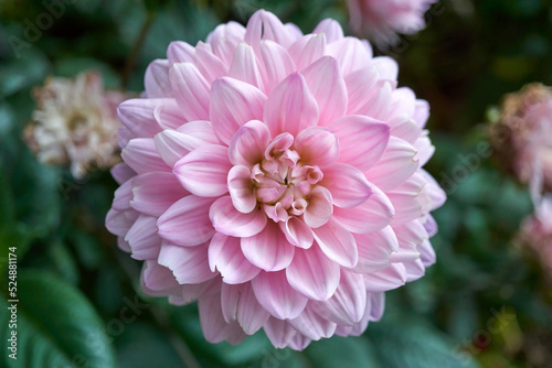 Close-up of a beautiful pink flower