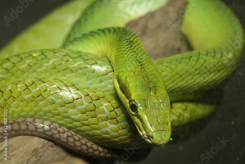 Green snake on the rock, dangerous for people