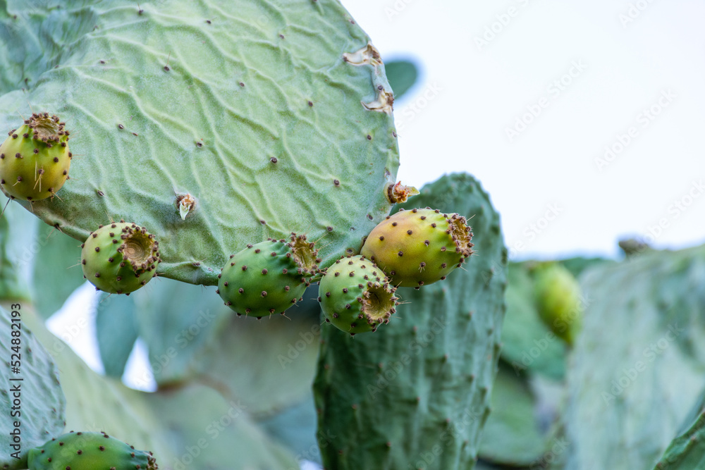 Close up prickly pear cactus fruit