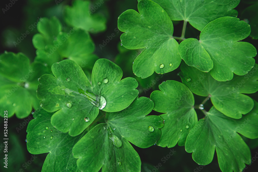Close-up, bright green leaves in raindrops, top view. Close-up, bright green leaves in raindrops, top view.