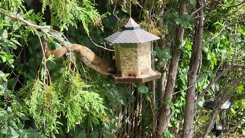 Squirrel stealing seeds from a bird feeder