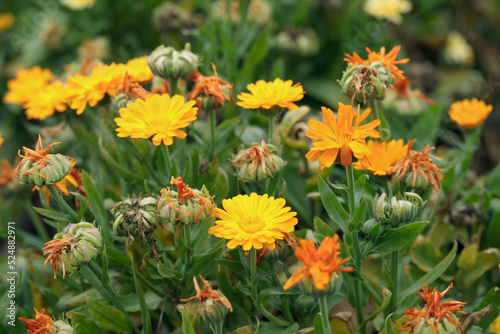 Colorful withered marigold blossoms  Calendula officinalis  and seeds in fall.