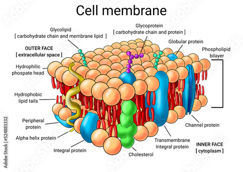 Vászonkép Printable science chart Animal cell membrane structure Cytology Biology Science