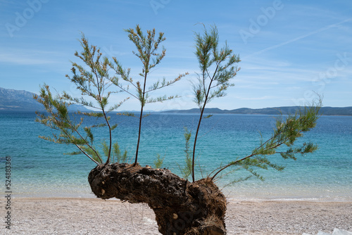 Fototapeta Naklejka Na Ścianę i Meble -  Beach Tree
