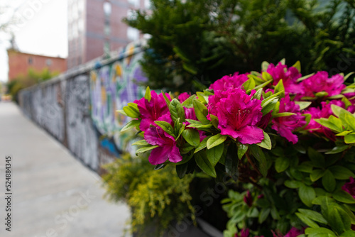 Beautiful Pink Flowers along an Empty Sidewalk in Williamsburg Brooklyn during Spring