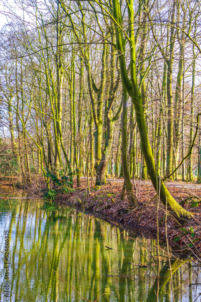 Natural panorama view lake pathway green plants trees forest Germany. Natural panorama view lake pathway green plants trees forest Germany.