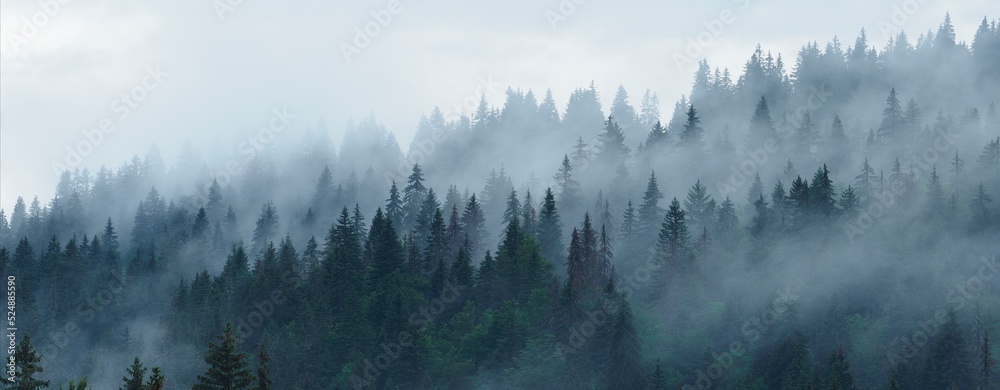 forêt d'épicéas dans le brouillard avec les pointes d'arbres qui émergent des volutes