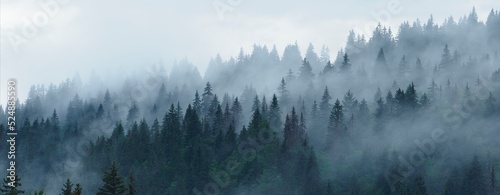 Photographie forêt d'épicéas dans le brouillard avec les pointes d'arbres qui émergent des vo