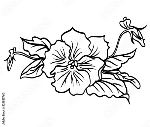 Pansy flower with buds, black and white vector graphic, botanical drawing isolated on white background.