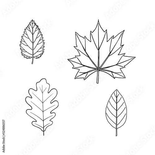 Set of four vector leaves in line style. Maple, oak, birch, alder leaves. Plants of the middle zone.