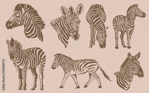 Vector vintage big set of zabras  graphical illustration  savanna animal