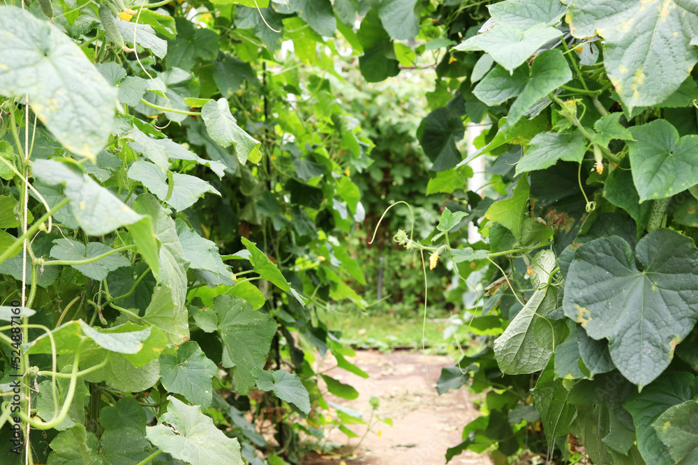 Cucumbers grow in a greenhouse. Growth and flowering of cucumbers. Growing organic products. The concept of an organic farm. selective focus Cucumbers grow in a greenhouse. Growth and flowering of cucumbers. Growing organic products. The concept of an organic farm. selective focus