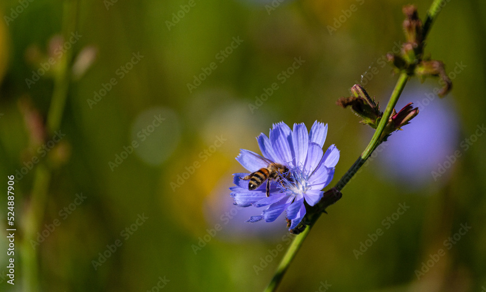 Fototapeta premium Niebieski kwiat i pszczoła