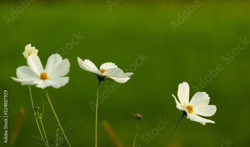 Fototapeta Naklejka Na Ścianę i Meble -  kwiaty białe letnie