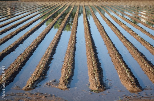 Regando los campos de cultivo 