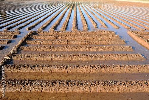 Regando los campos de cultivo 