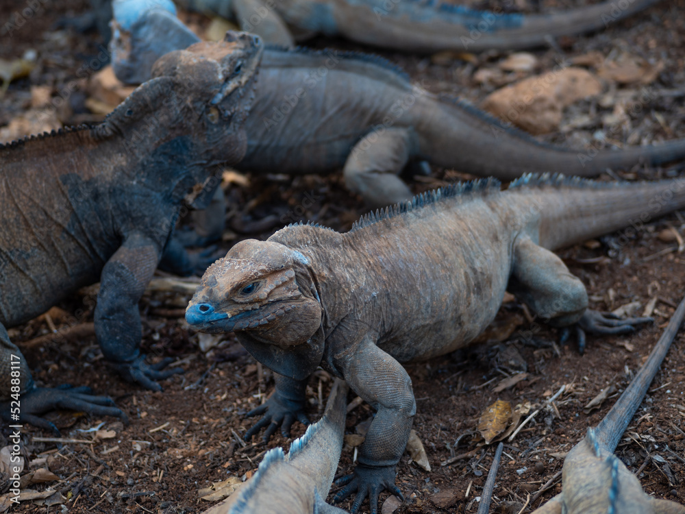 Brown iguanas in the wild, nature park. Lizard colony, close-up