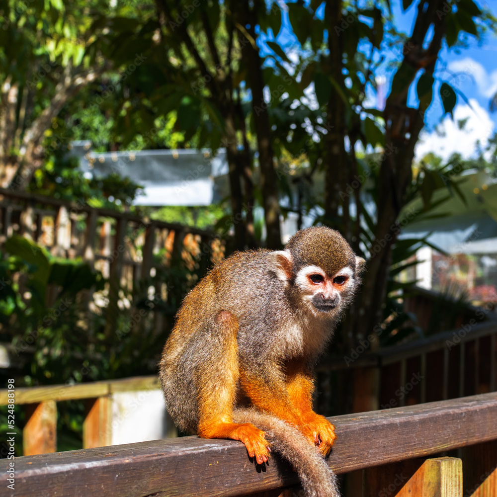 Fototapeta premium A small monkey with a long tail in the forest, close-up. funny primates in a nature park, animal watching