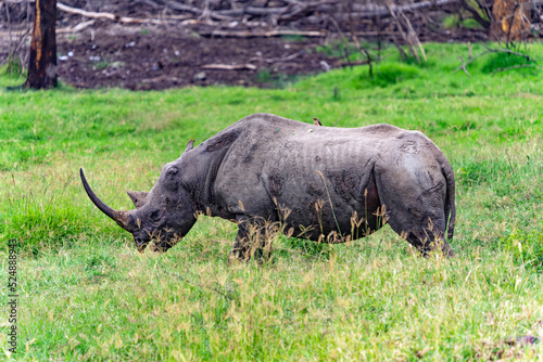 Fototapeta Naklejka Na Ścianę i Meble -  white rhino in the field