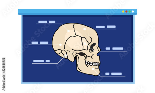 Human skull Diagram with explaining. explain anatomy for lecture, workshop, presentation. education concept