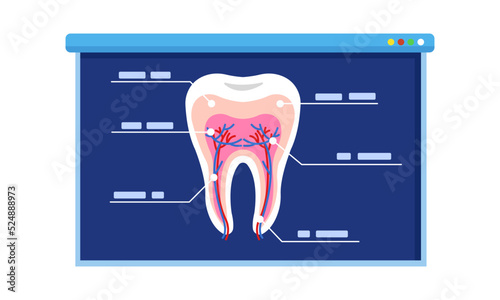 Tooth Diagram with explaining. explain anatomy for lecture, workshop, presentation. education concept.