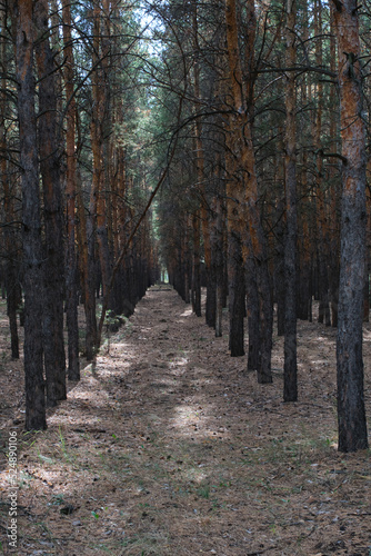Pine forest planted in straight rows  forest landscape.