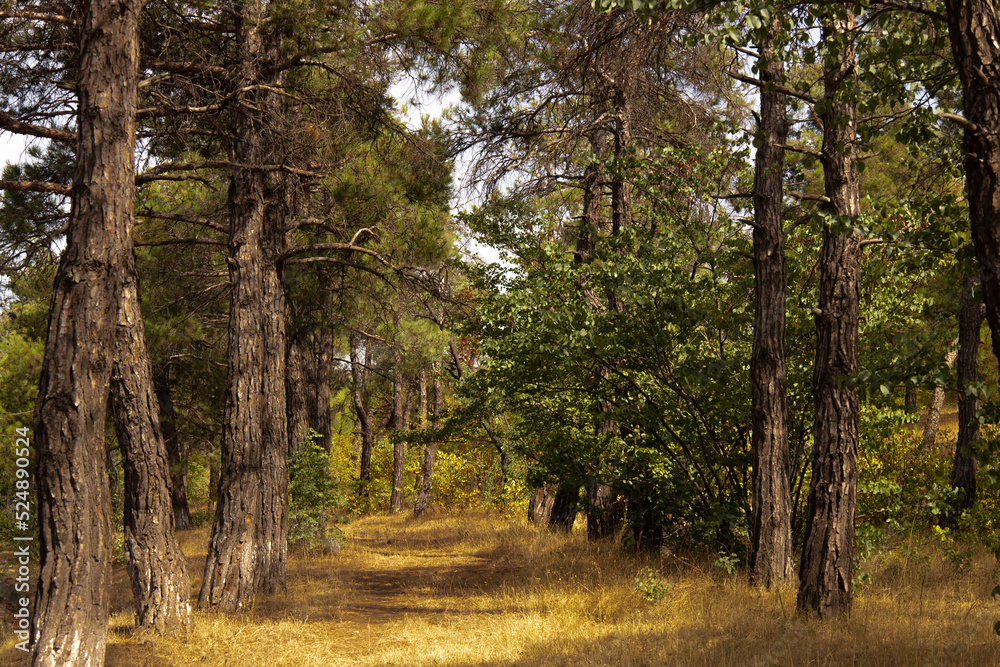Obraz premium path in the forest