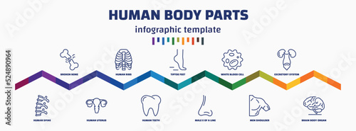 infographic template with icons and 11 options or steps. infographic for human body parts concept. included broken bone, human spine, human ribs, uterus, tiptoe feet, teeth, white blood cell, male e