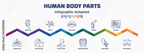 infographic template with icons and 11 options or steps. infographic for human body parts concept. included human ear, human lungs, neuron, muscular arm, mouth open, foot side view, kneecap,