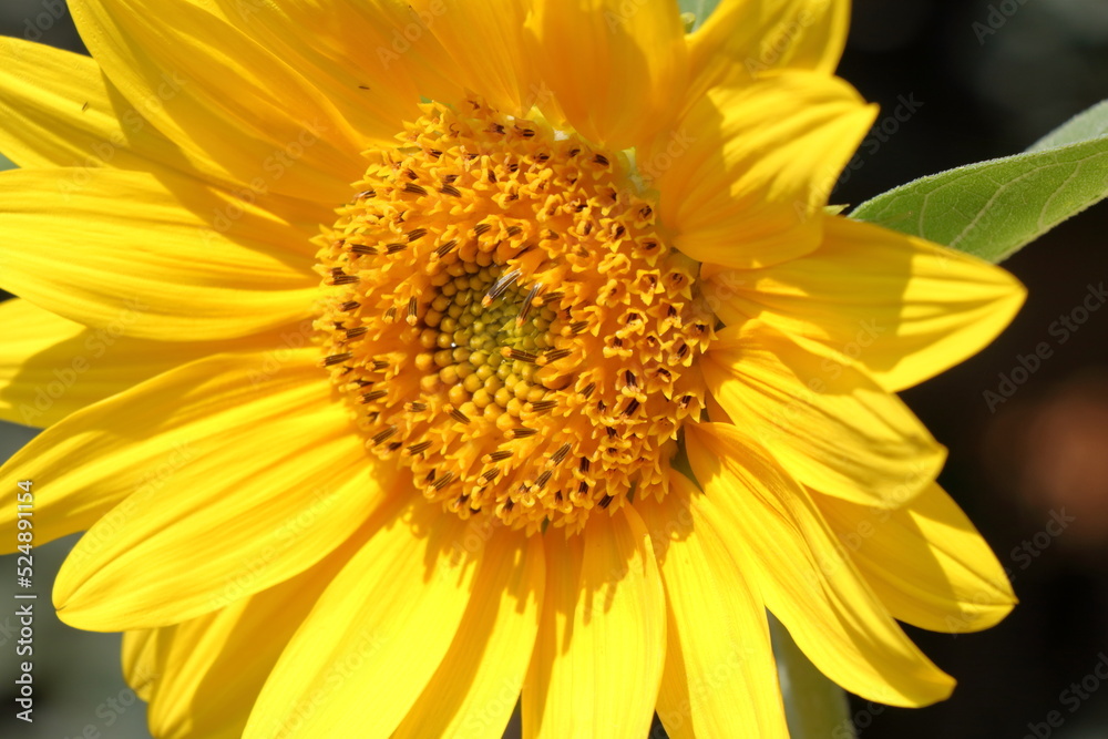 Blooming sunflower in the summer Blooming sunflower in the summer