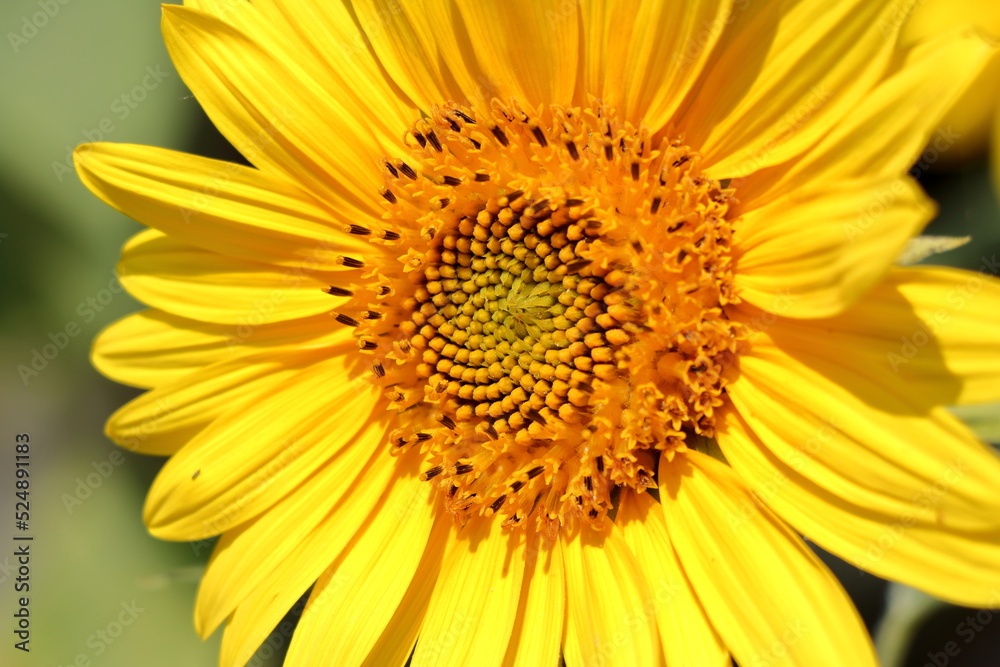 Blooming sunflower in the summer