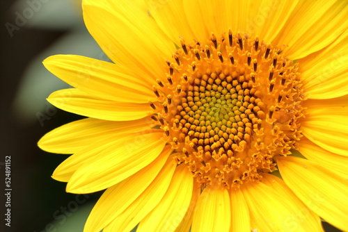 Fototapeta Naklejka Na Ścianę i Meble -  Blooming sunflower in the summer