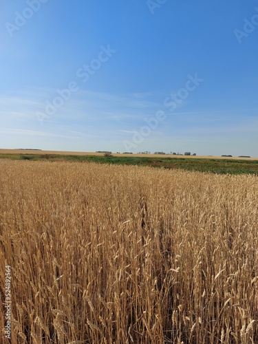 field of wheat