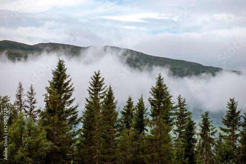 fog over the forest, åre.jämtland. norrland sverige sommar årstid,sweden