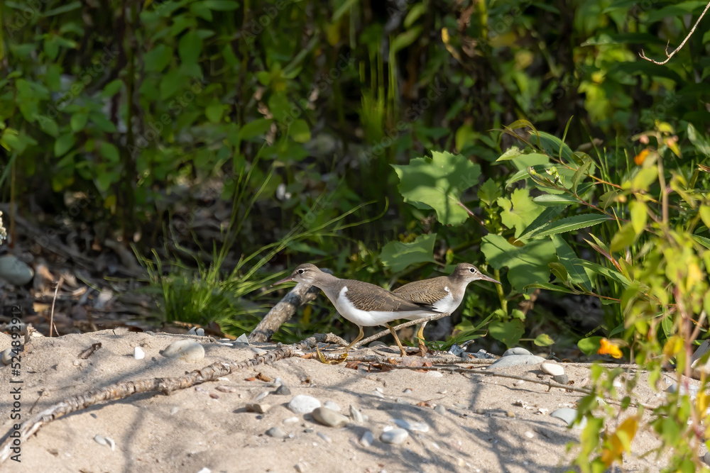 The spotted sandpiper (Actitis macularius) looking for food on the river bank. The spotted sandpiper (Actitis macularius) looking for food on the river bank.