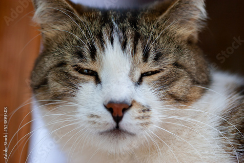 Close-up Portrait of Napping Tabby Cat