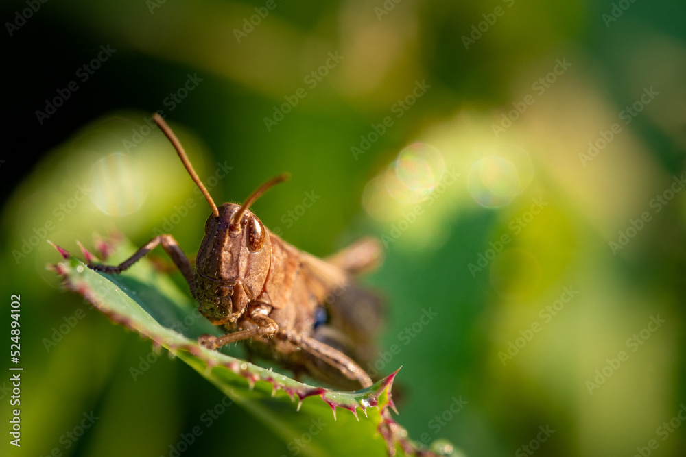 Naklejka premium Chorthippus biguttulus - locust, grasshoper on a leaf