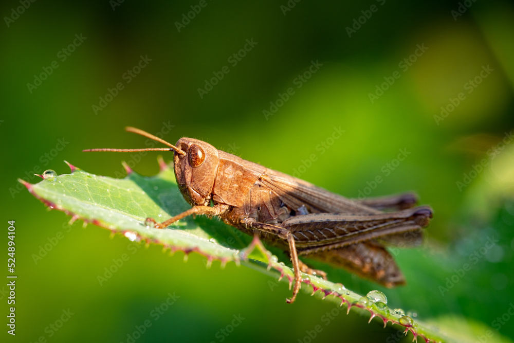 Chorthippus biguttulus - locust, grasshoper on a leaf Chorthippus biguttulus - locust, grasshoper on a leaf