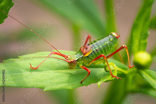 Poecilimon schmidtii - Schmidt's Bright Bush-cricket on a leaf © egle zem