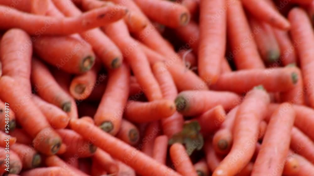 Many carrots on organic carrots heap as organic animal feedstuff and healthy fodder for cows and cattle for vegetarian nutrition with vitamins harvested from farmer as delicious salad or horse carrots Many carrots on organic carrots heap as organic animal feedstuff and healthy fodder for cows and cattle for vegetarian nutrition with vitamins harvested from farmer as delicious salad or horse carrots