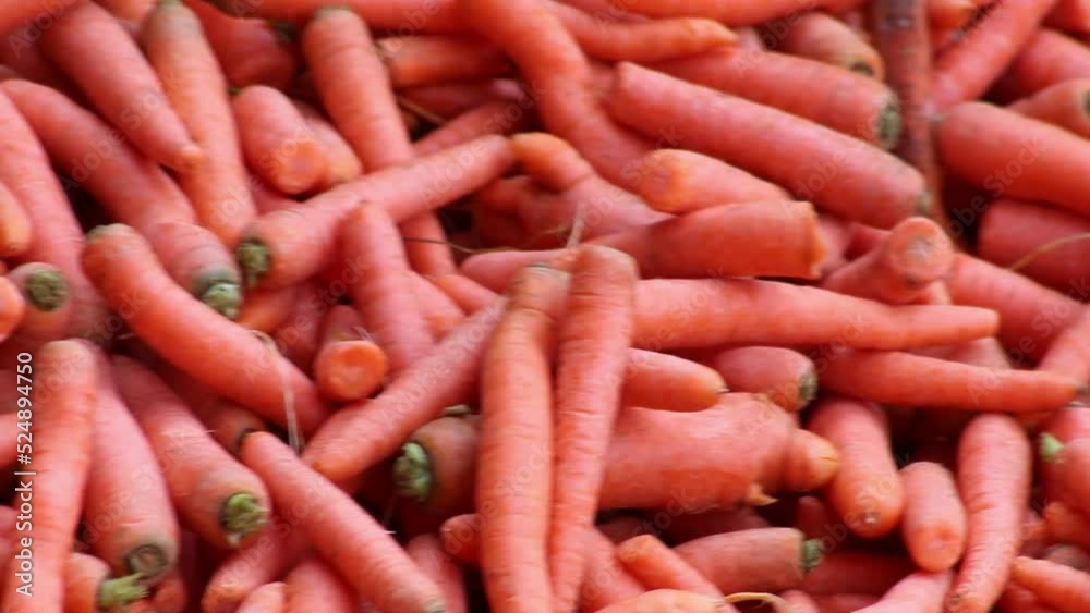 Many carrots on organic carrots heap as organic animal feedstuff and healthy fodder for cows and cattle for vegetarian nutrition with vitamins harvested from farmer as delicious salad or horse carrots Many carrots on organic carrots heap as organic animal feedstuff and healthy fodder for cows and cattle for vegetarian nutrition with vitamins harvested from farmer as delicious salad or horse carrots
